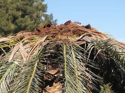 Trabajos de jardinería de Limpiezas Alonso