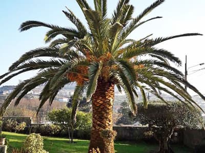 Trabajos de jardinería de Limpiezas Alonso