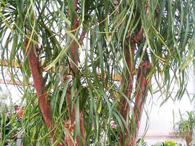 Trabajos de jardinería de Limpiezas Alonso